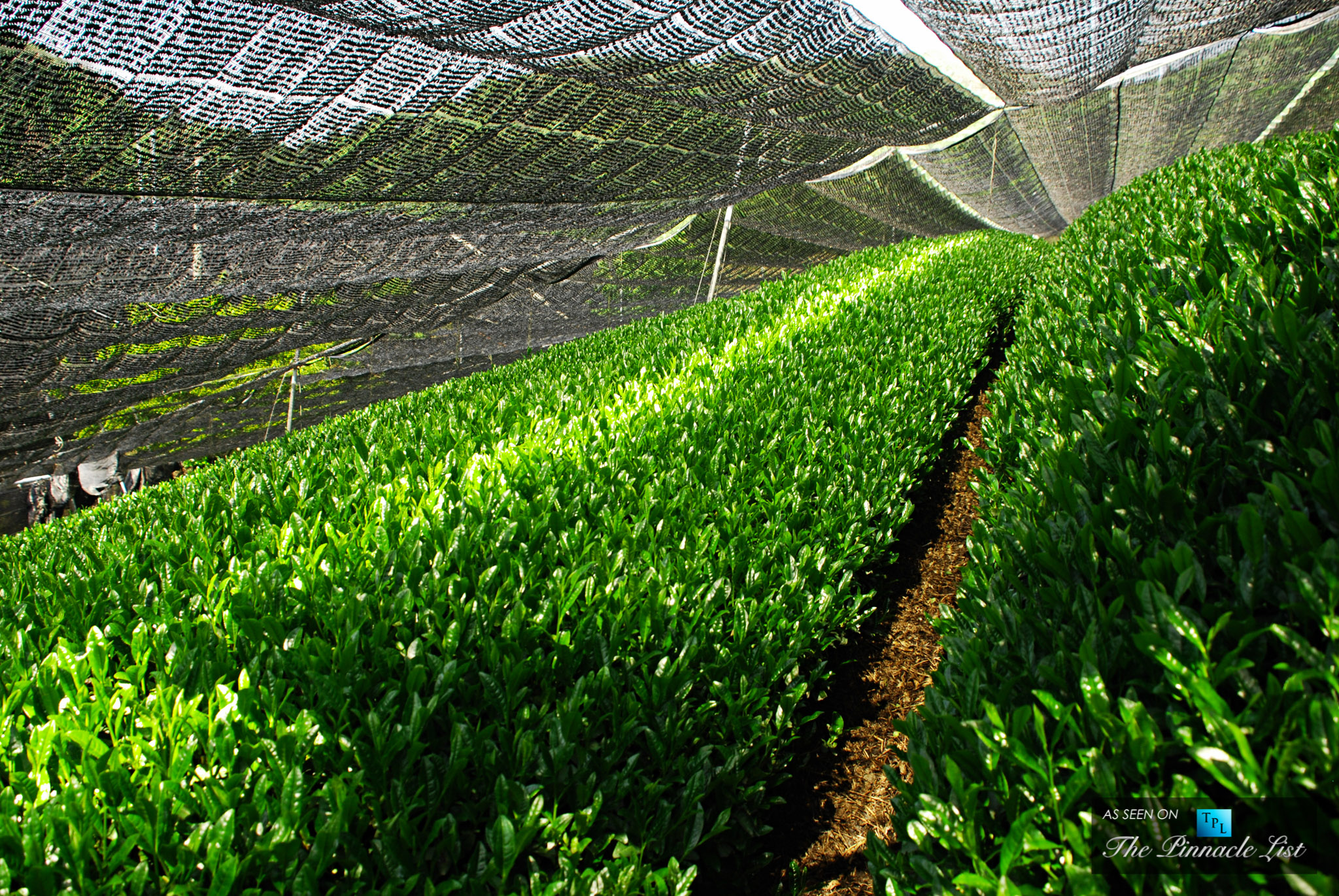 Gyokuro Green Tea - The Luxury of Japanese Green Tea - A Global Phenomenon for Living a Healthy Lifestyle