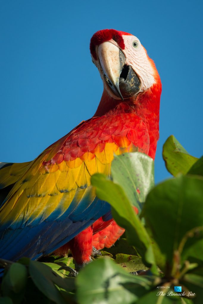 Tambor Tropical Beach Resort - Tambor, Puntarenas, Costa Rica - Scarlet Macaw Parrot