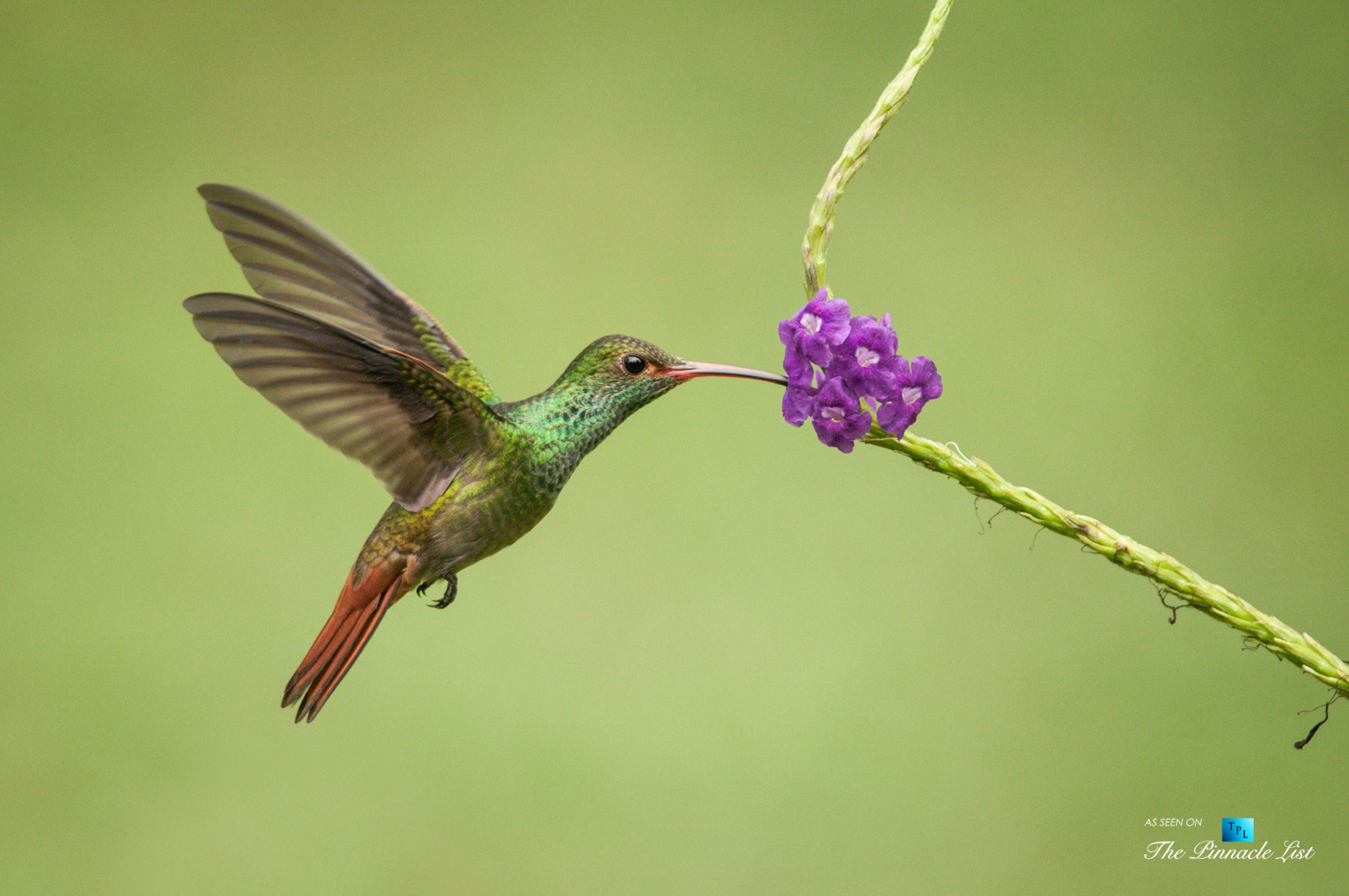 Tambor Tropical Beach Resort - Tambor, Puntarenas, Costa Rica - Tropical Hummingbird