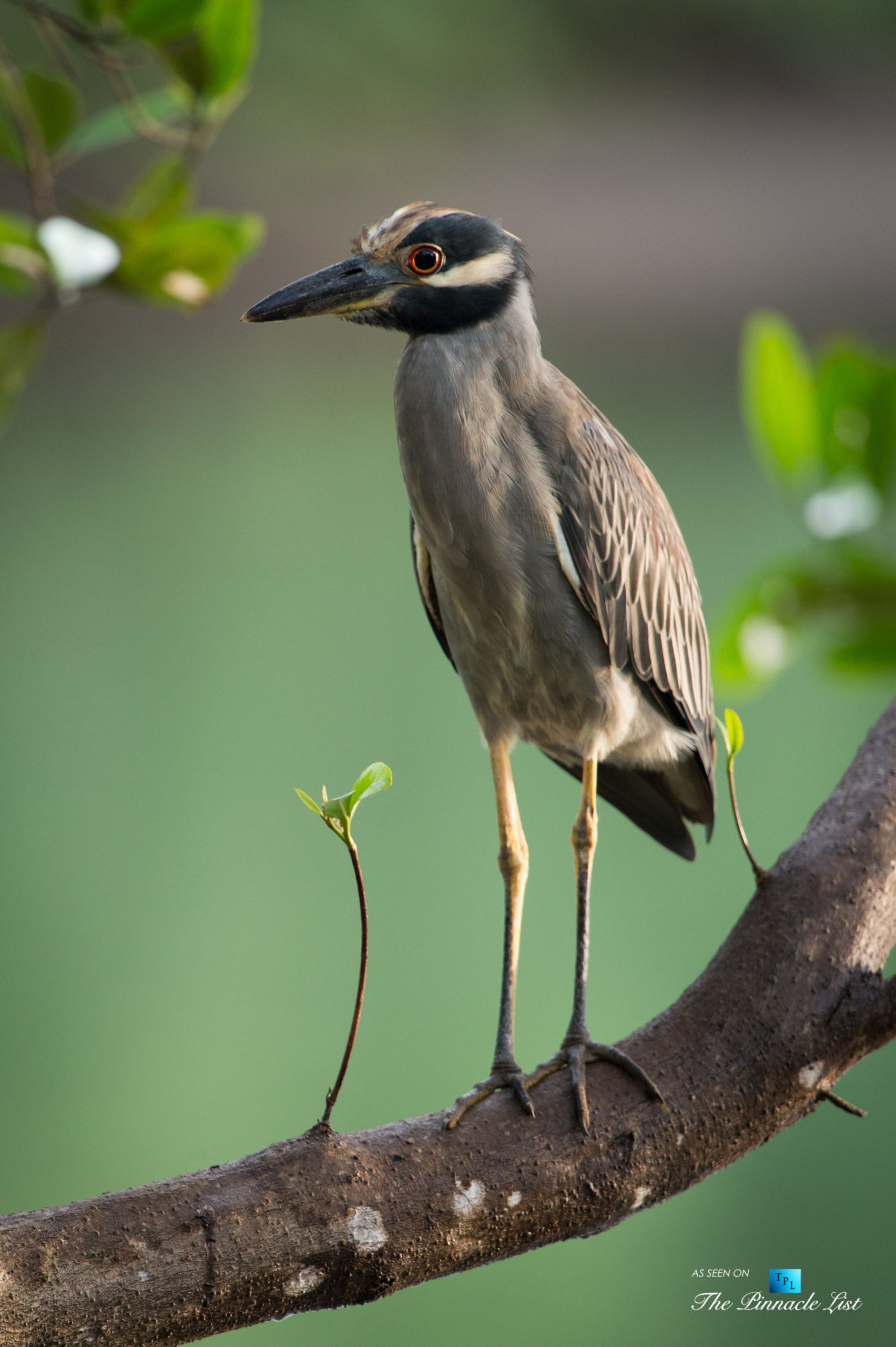 Tambor Tropical Beach Resort - Tambor, Puntarenas, Costa Rica - Tropical Bird