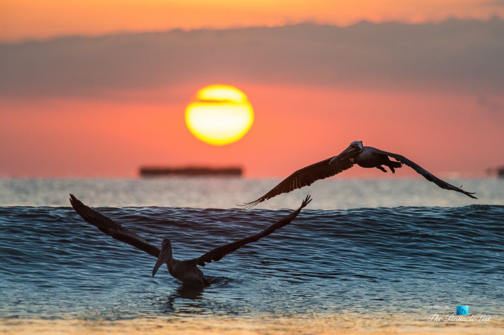 Tambor Tropical Beach Resort - Tambor, Puntarenas, Costa Rica - Tropical Ocean Sunset Birds