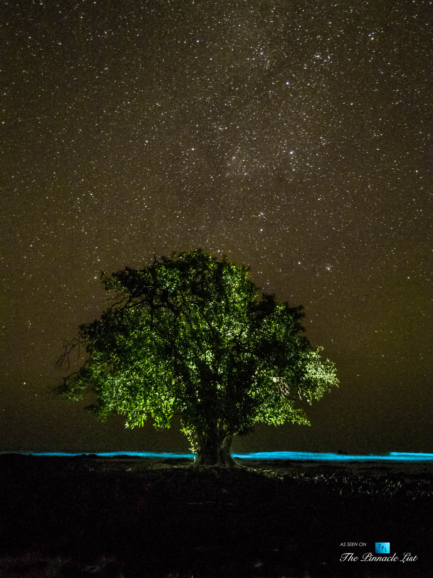Tambor Tropical Beach Resort - Tambor, Puntarenas, Costa Rica - Surreal Night View of Tropical Tree Under Stars
