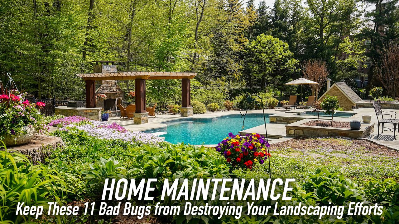 Home Maintenance - Keep These 11 Bad Bugs from Destroying Your Landscaping Efforts