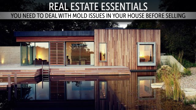 Real Estate Essentials - You Need to Deal with Mold Issues in Your House Before Selling