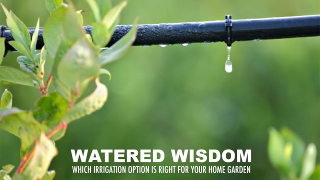 Watered Wisdom - Which Irrigation Option is Right For Your Home Garden?