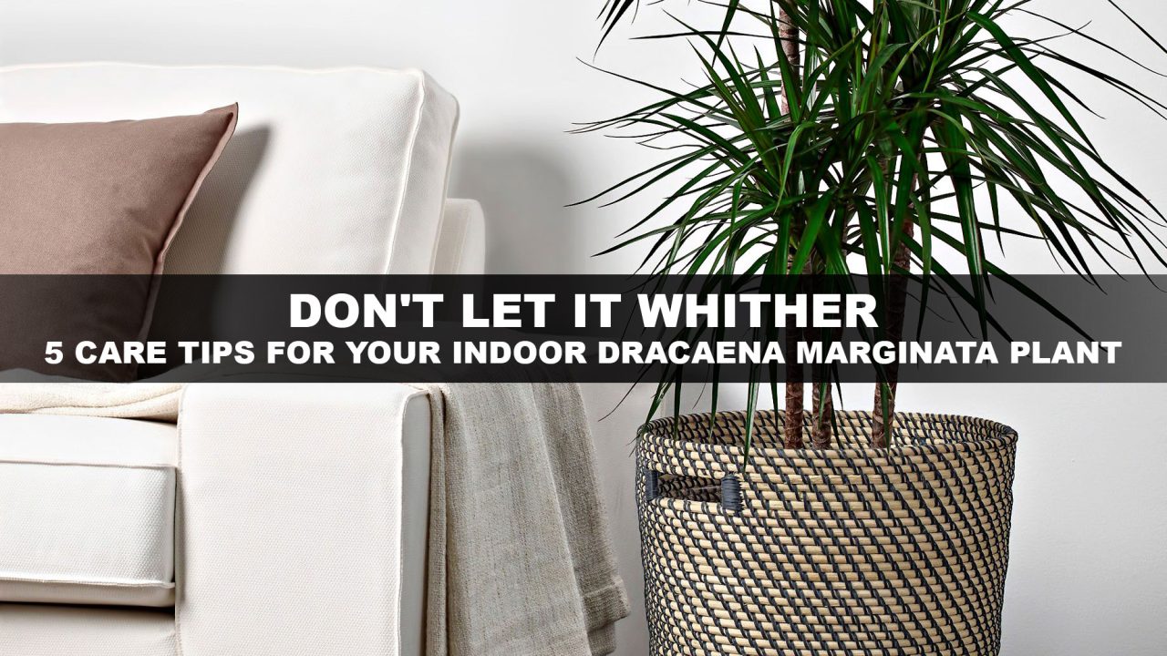 Don't Let it Whither - 5 Care Tips for Your Indoor Dracaena Marginata Plant