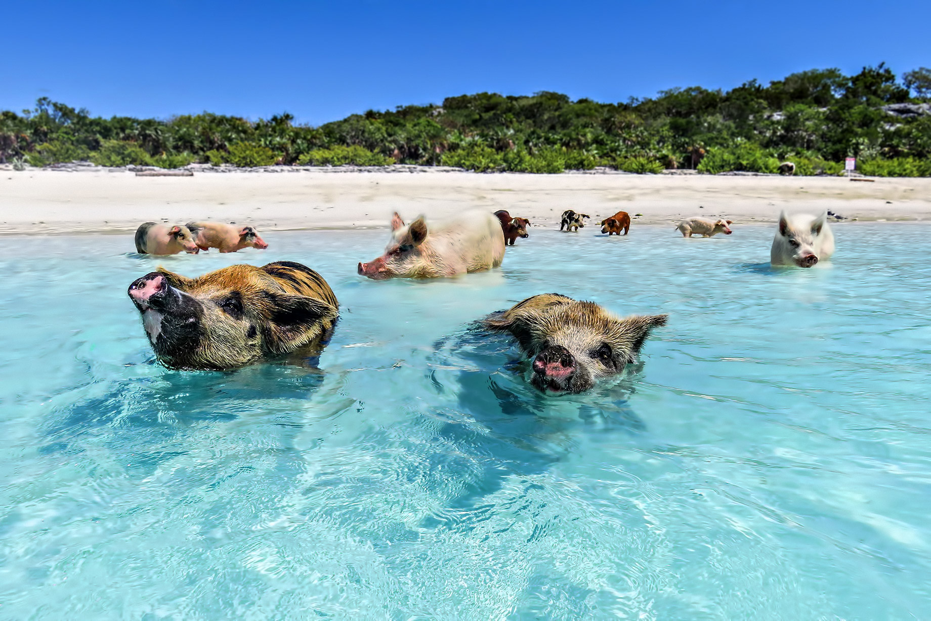 Swim with those Famous Pigs - Take A Luxury Getaway To The Bahamas