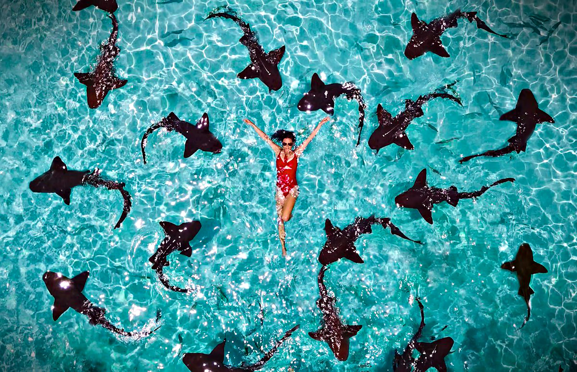 Swim with Sharks at Compass Cay - Take A Luxury Getaway To The Bahamas