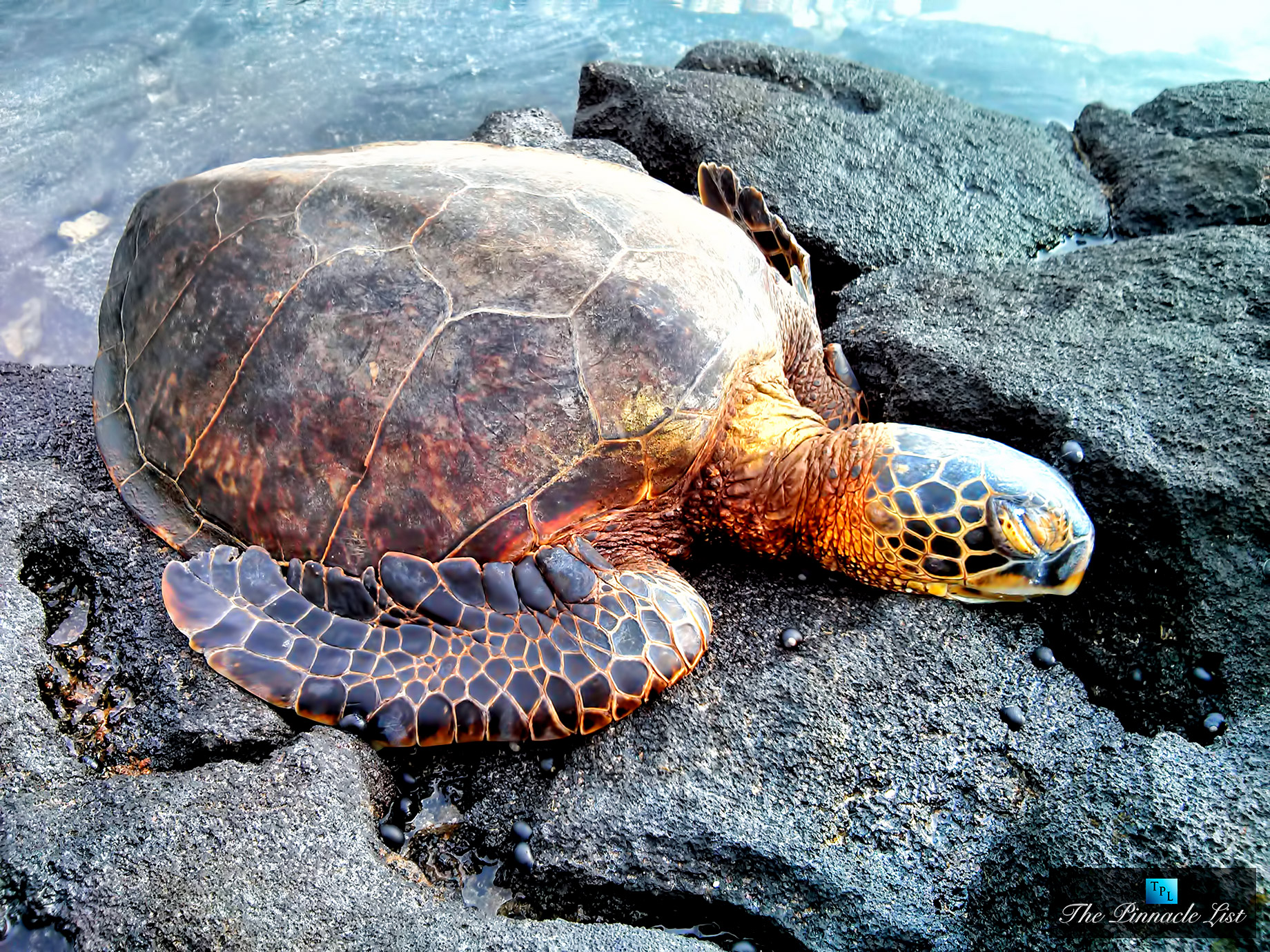 Sea Turtle - The Dramatic Coastline of Kailua-Kona, Hawaii