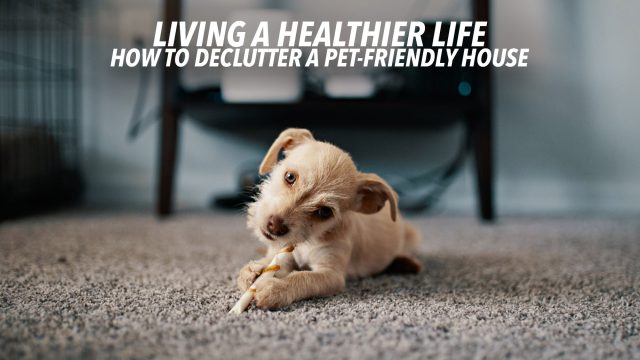 Living A Healthier Life - How To Declutter A Pet-Friendly House