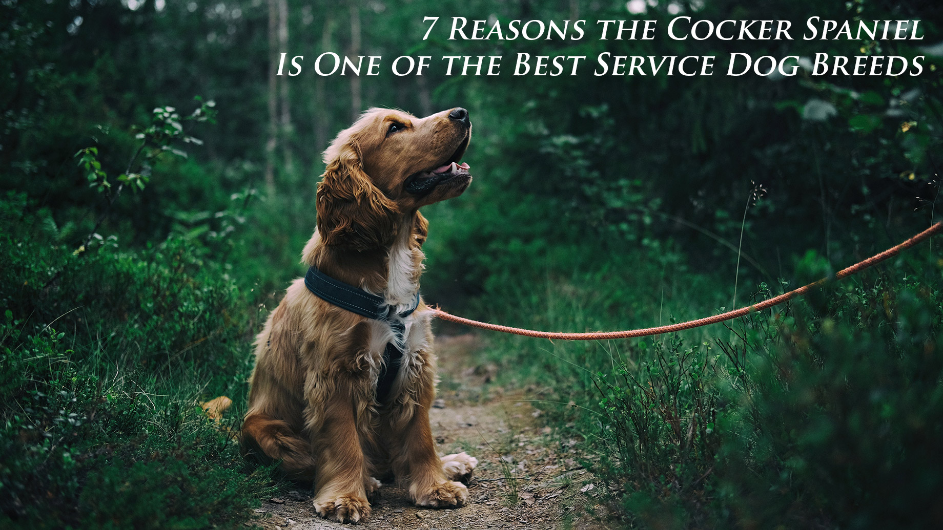do cocker spaniels make good therapy dogs