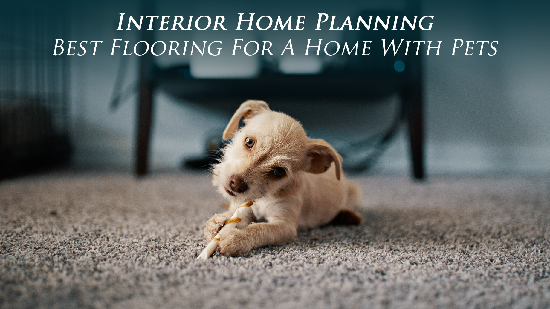 Interior Home Planning - Best Flooring For A Home With Pets
