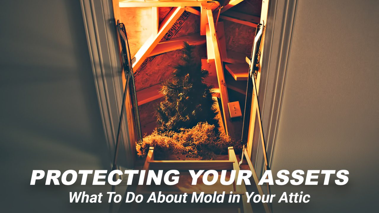 Protecting Your Assets - What To Do About Mold in Your Attic