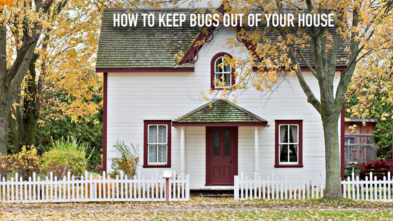 How to Keep Bugs Out of Your House A Beginner’s Guide The Pinnacle List