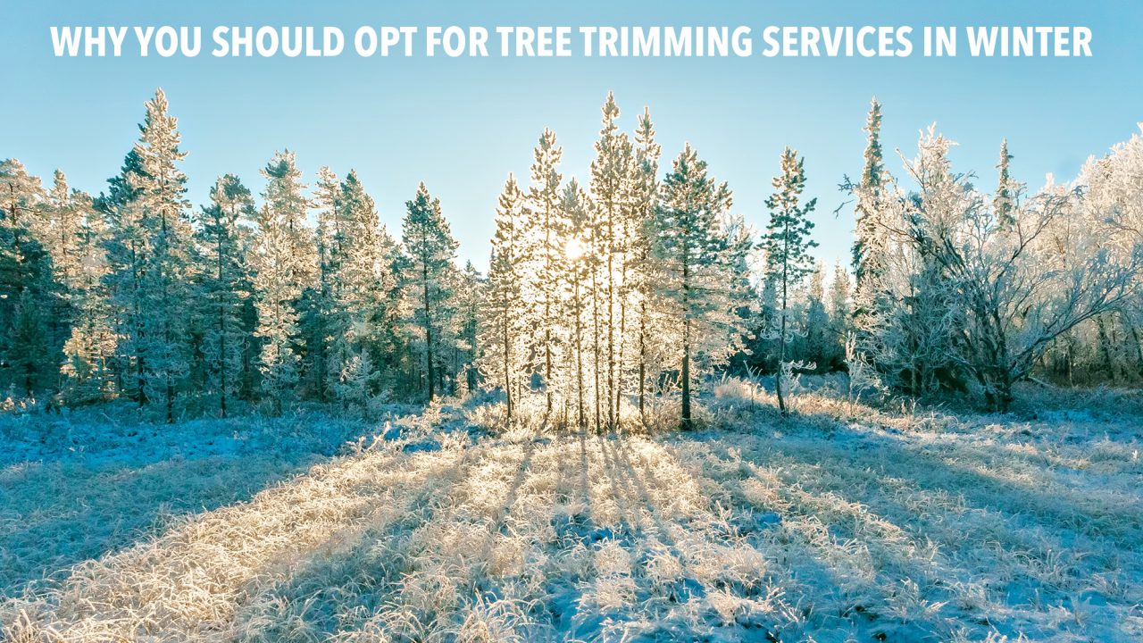 Why You Should Opt for Tree Trimming Services in Winter