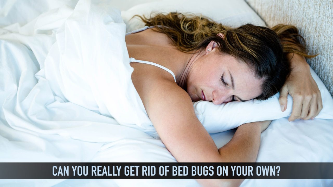 Pest Problems - Can You Really Get Rid of Bed Bugs on Your Own?