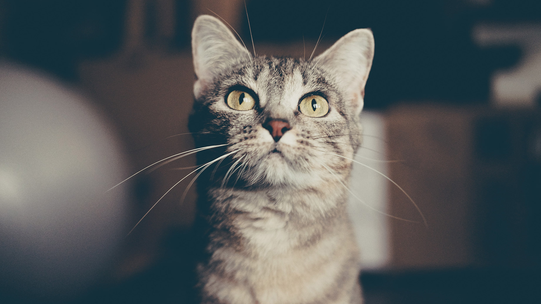 Large Cat Breed Guide - How To Care For Big Felines