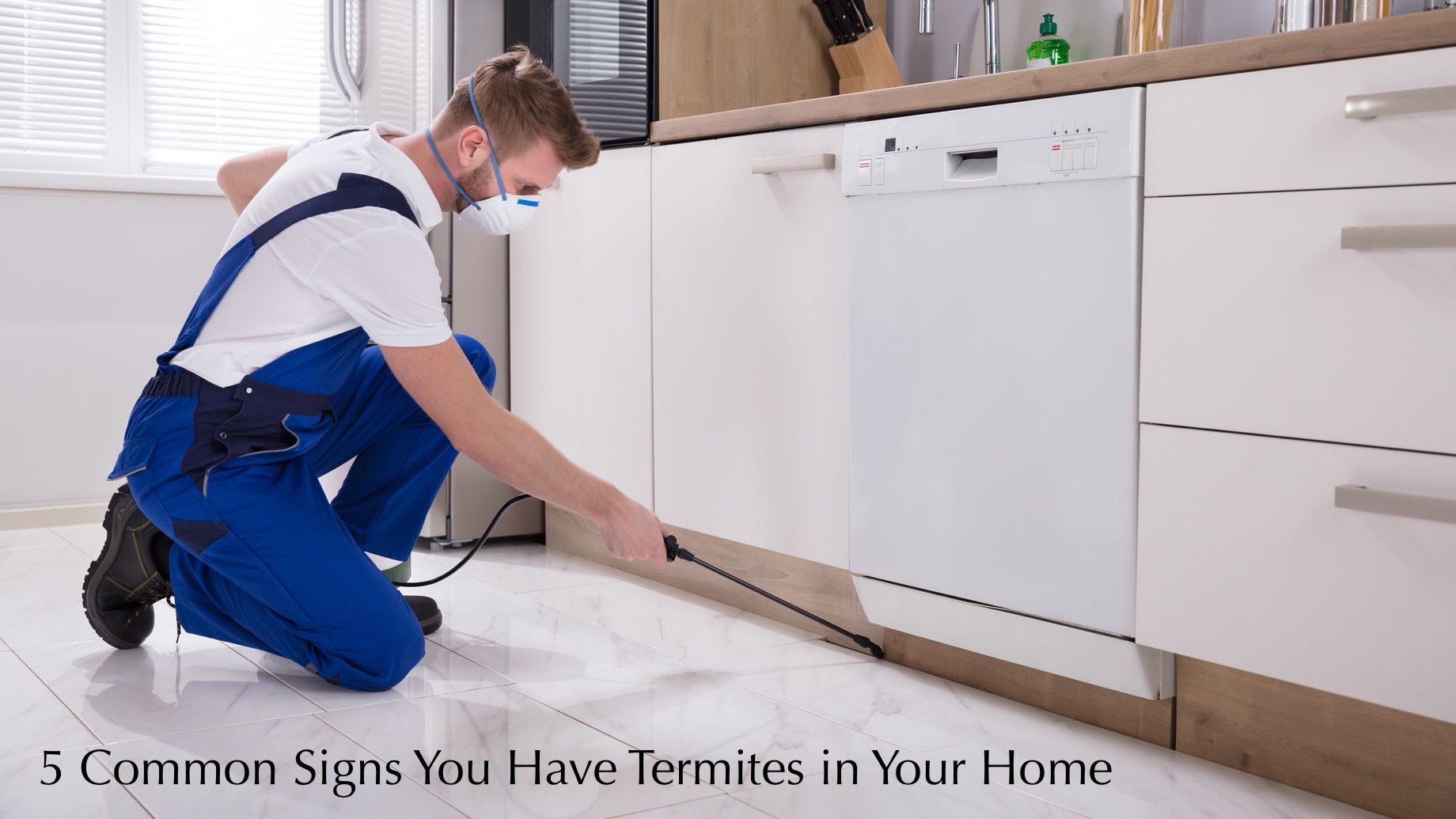 5 Common Signs You Have Termites in Your Home