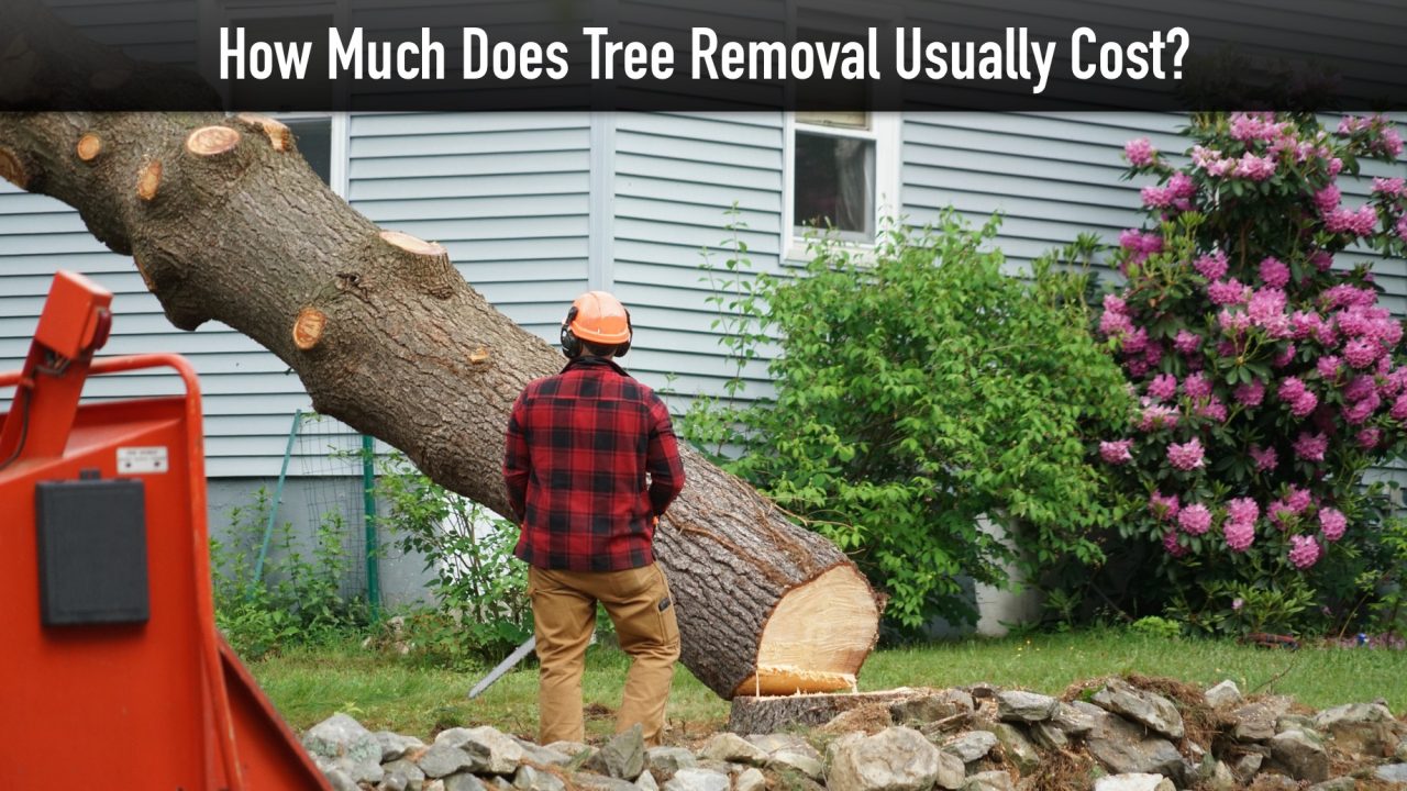 How Much Does Tree Removal Usually Cost?