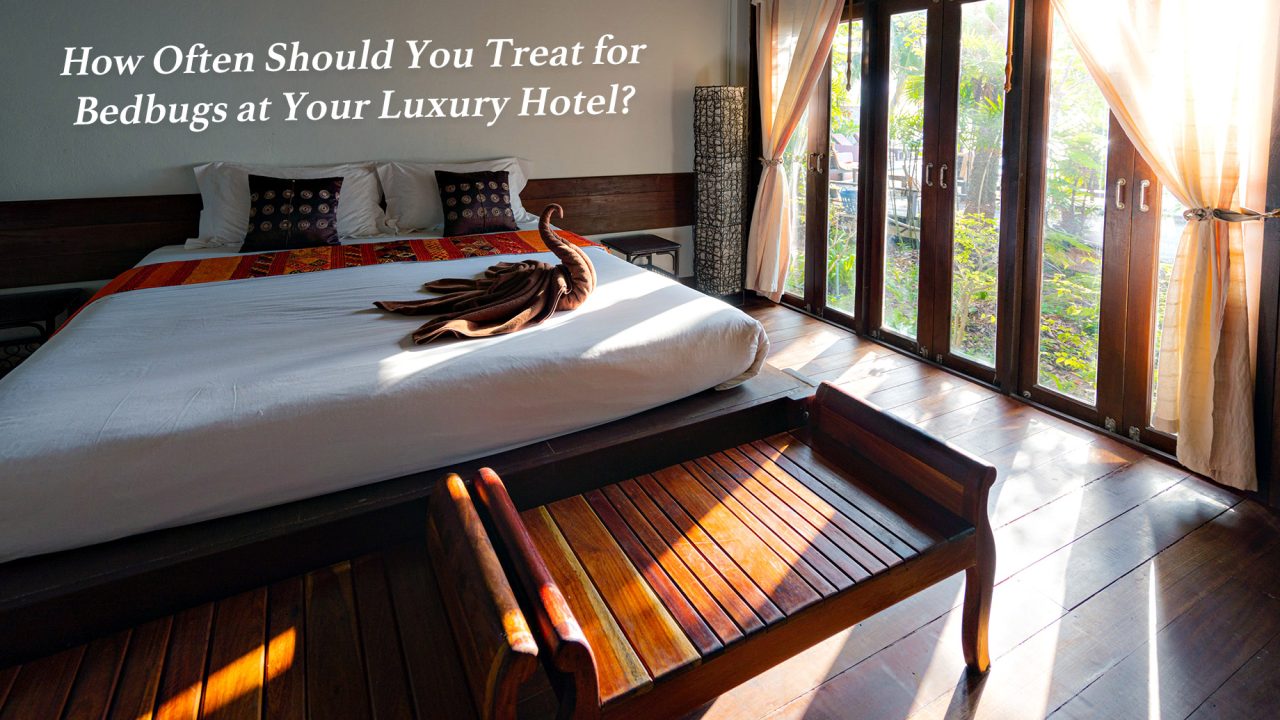 How Often Should You Treat for Bedbugs at Your Luxury Hotel?
