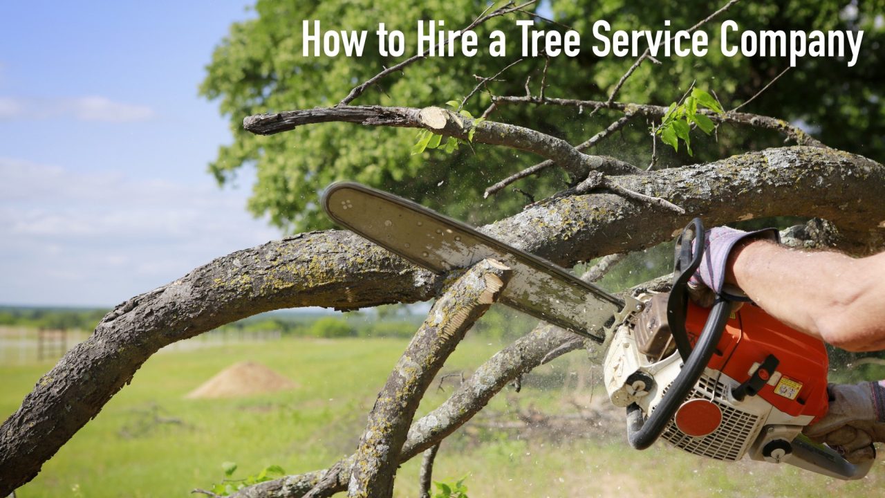 How to Hire a Tree Service Company