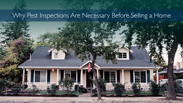 Why Pest Inspections Are Necessary Before Selling a Home