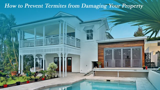 How to Prevent Termites from Damaging Your Property