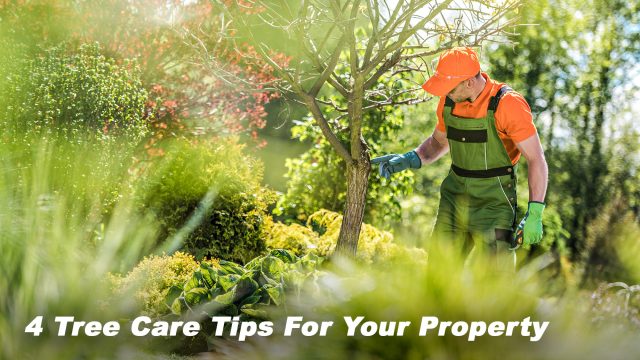 4 Tree Care Tips For Your Property