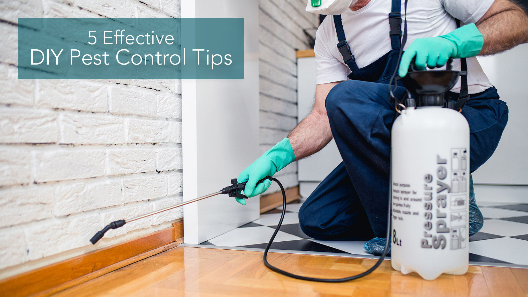 5 Effective DIY Pest Control Tips