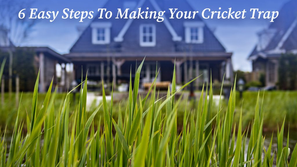 6 Easy Steps To Making Your Cricket Trap The Pinnacle List