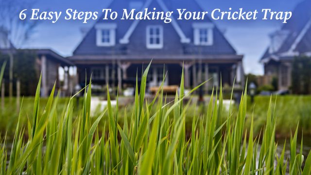 6 Easy Steps To Making Your Cricket Trap