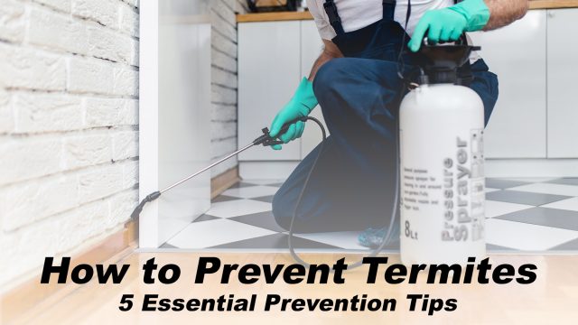 How to Prevent Termites - 5 Essential Prevention Tips