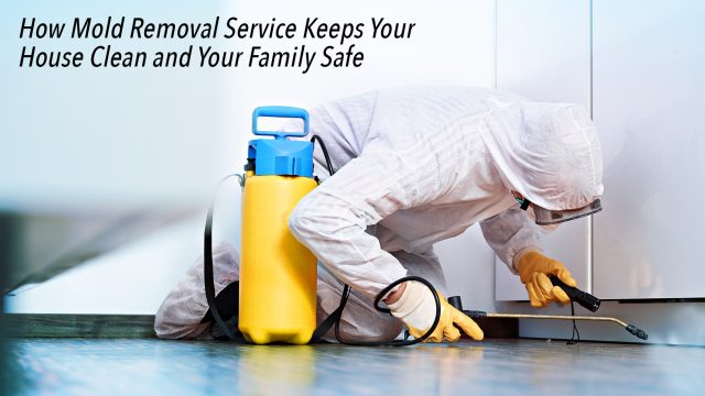 How Mold Removal Service Keeps Your House Clean and Your Family Safe