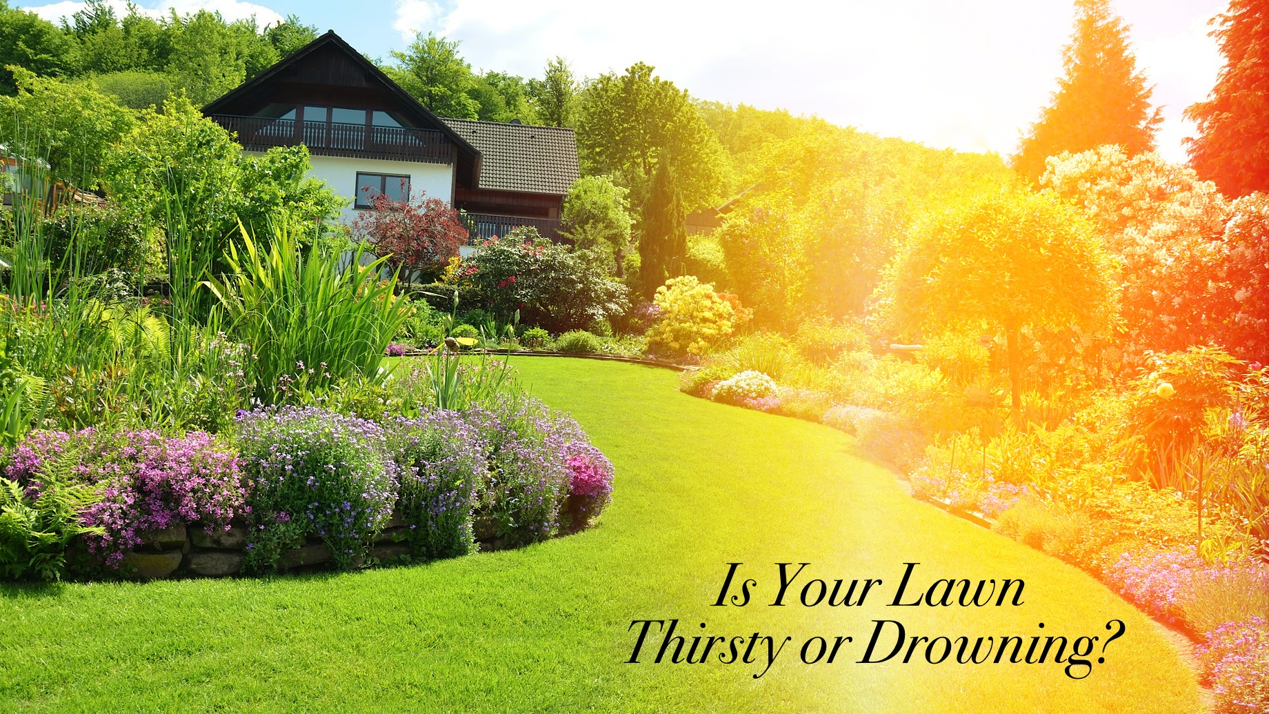 Is Your Lawn Thirsty or Drowning? How Often You Should Water Your Grass