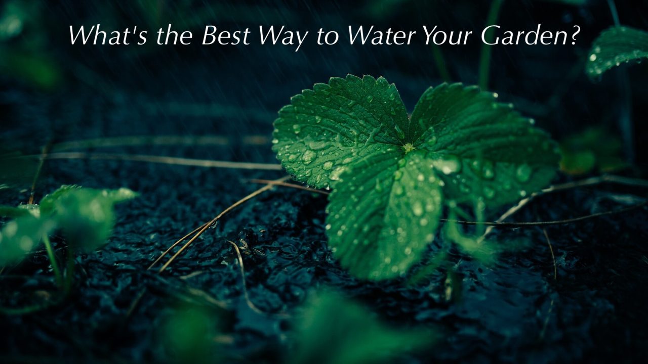 Fighting the Summer Heat - What's the Best Way to Water Your Garden?
