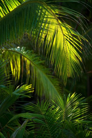 The Brando Luxury Resort - Tetiaroa Private Island, French Polynesia - Palm Tree Leaves