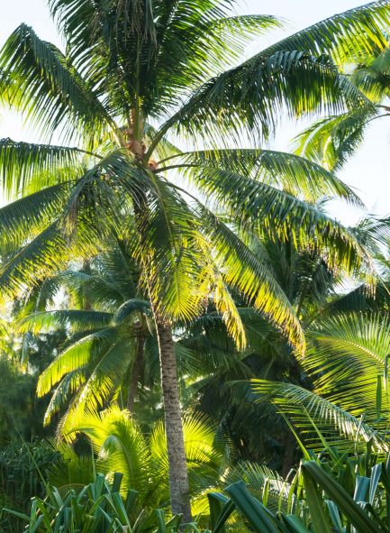 The Brando Luxury Resort - Tetiaroa Private Island, French Polynesia - Palm Tree