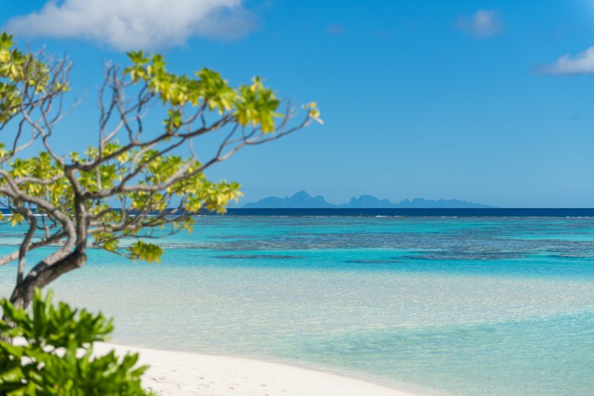 The Brando Luxury Resort - Tetiaroa Private Island, French Polynesia - Beachfront Tropical Tree