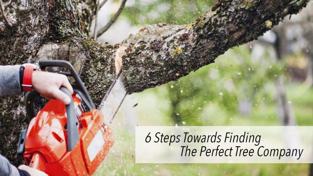 6 Steps Towards Finding The Perfect Tree Company
