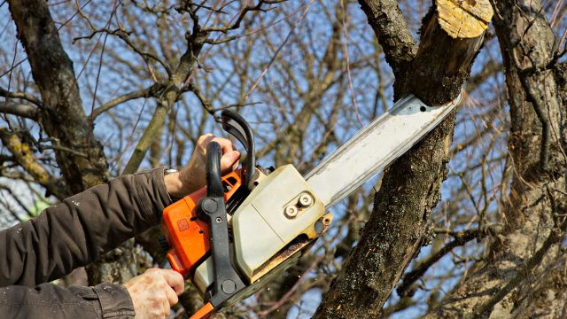 Arborists, Tree Care Experts, And Gardeners