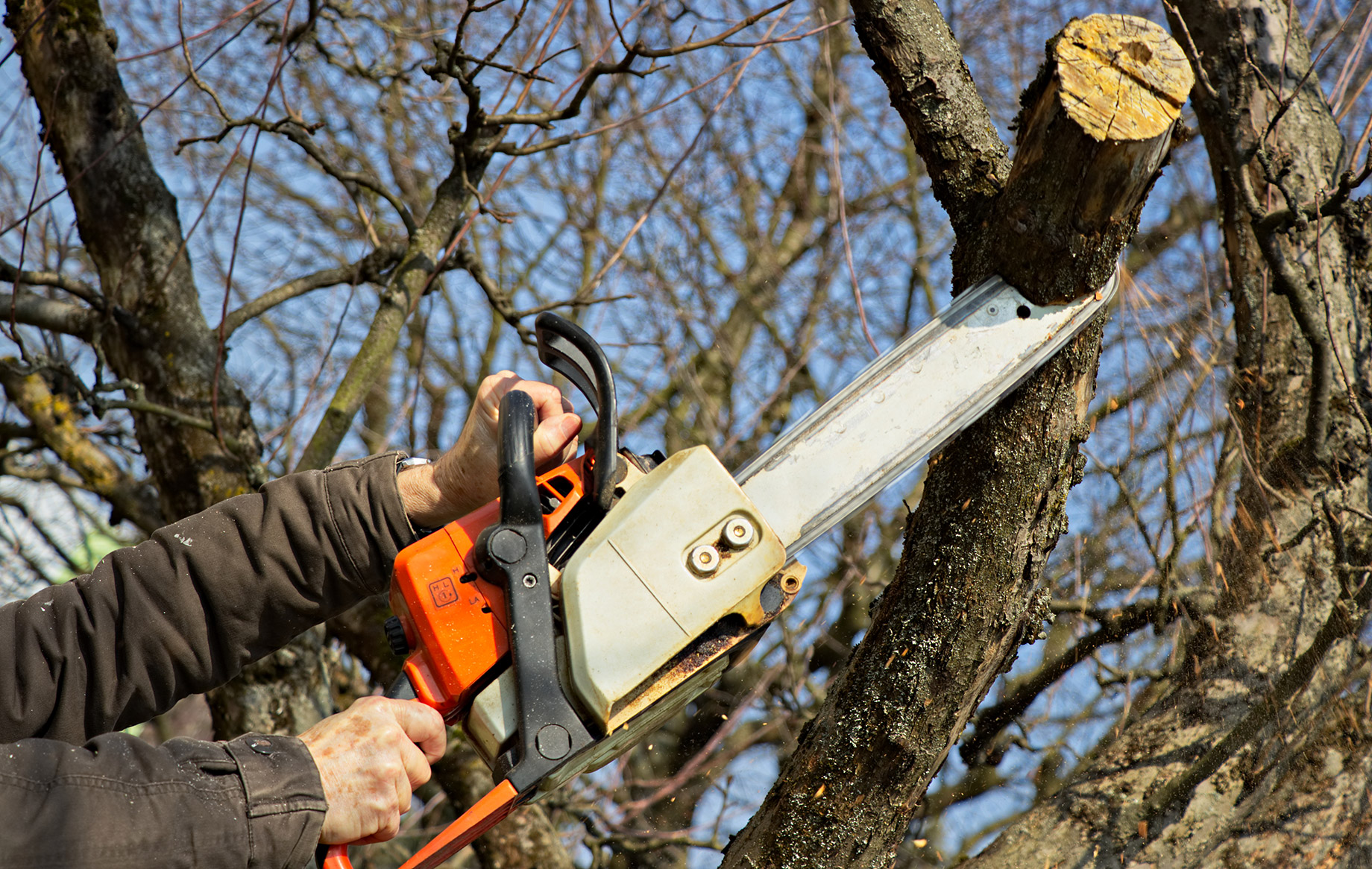 Arborists, Tree Care Experts, And Gardeners