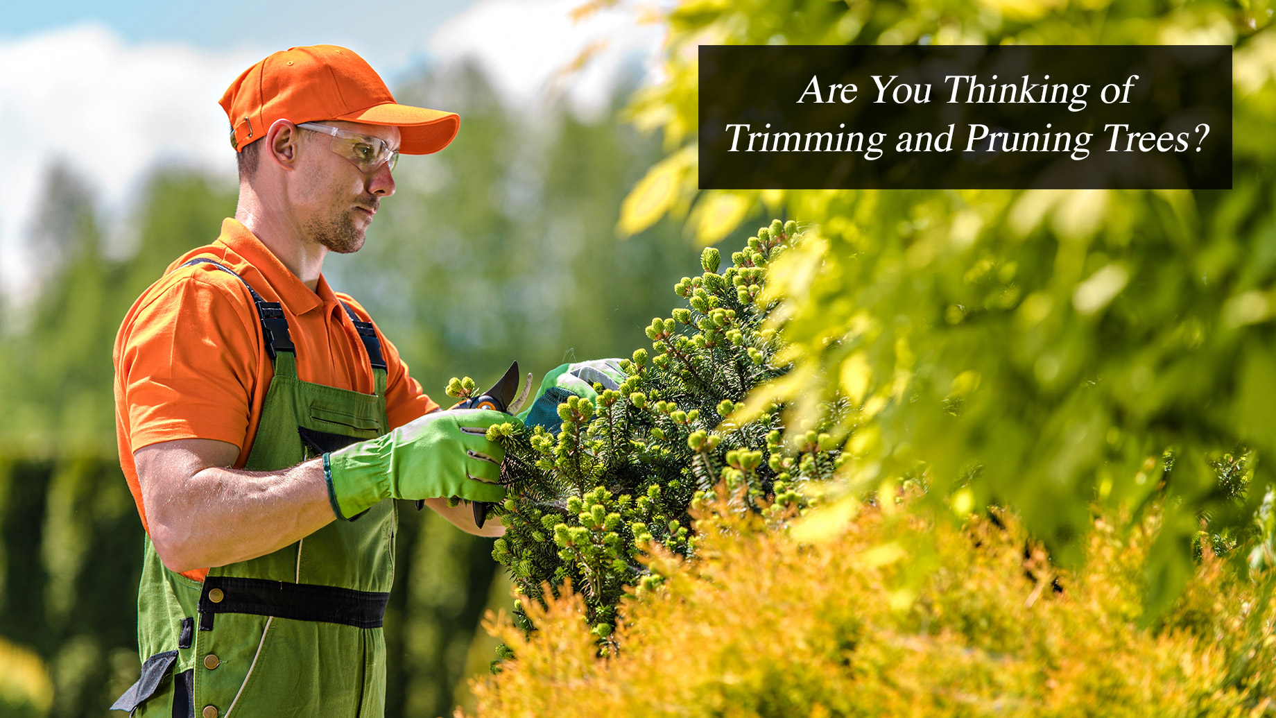 Are You Thinking of Trimming and Pruning Trees?