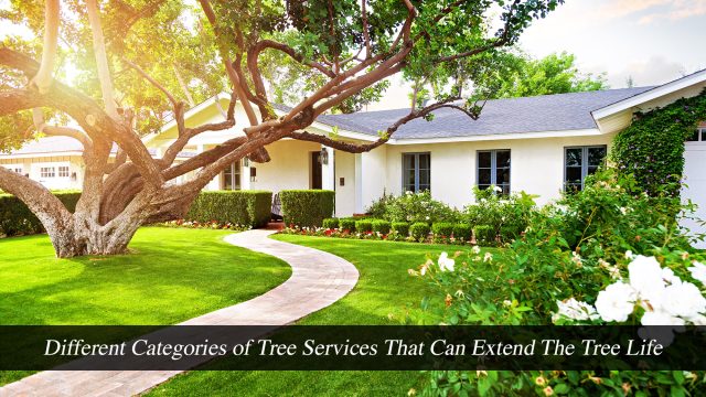 Different Categories of Tree Services That Can Extend The Tree Life