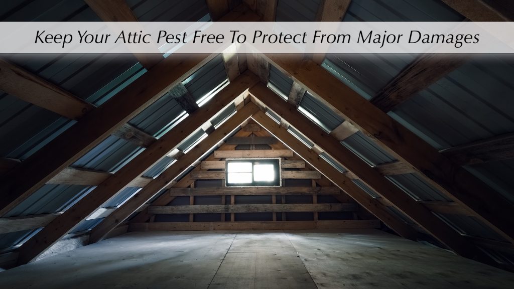 Keep Your Attic Pest Free to Protect From Major Damages The Pinnacle List