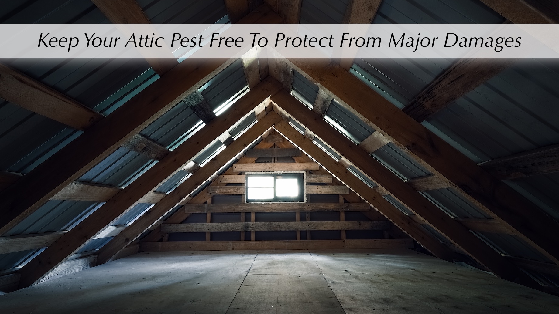 Keep Your Attic Pest Free To Protect From Major Damages