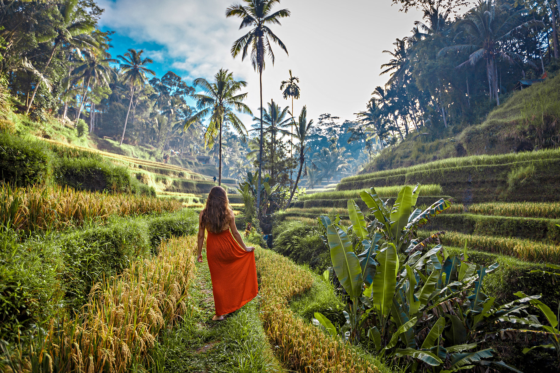 Rice Fields - Tegallalang, Bali, Indonesia