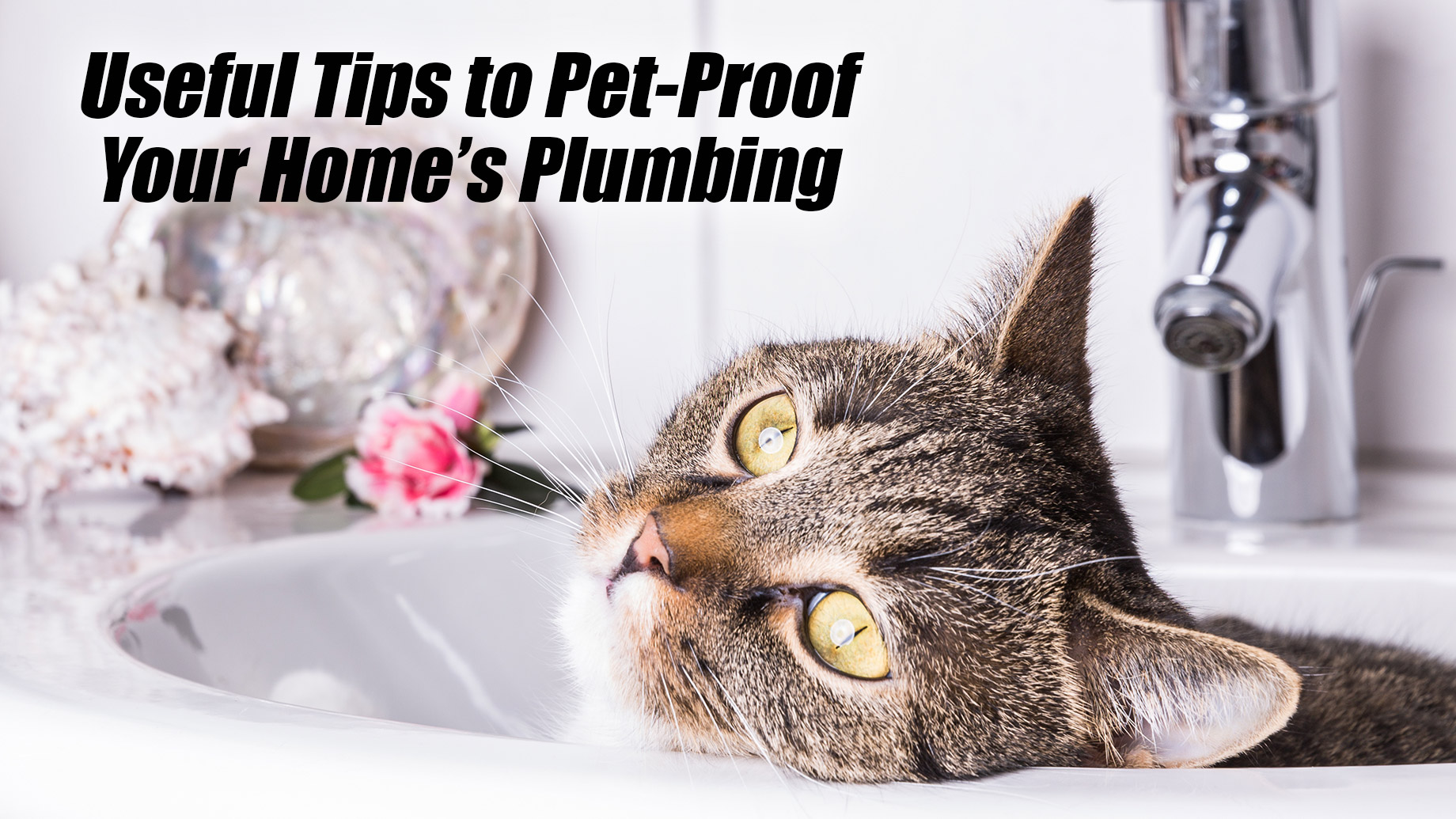 Useful Tips to Pet-Proof Your Home’s Plumbing