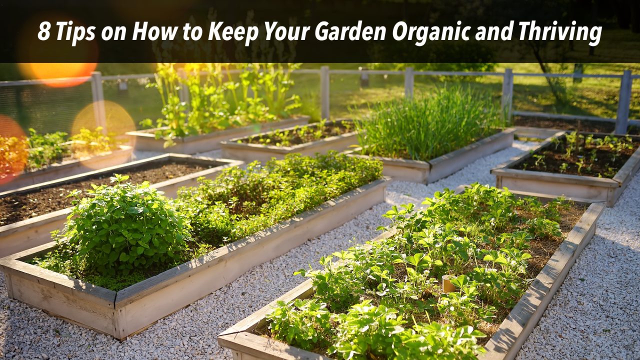 8 Tips on How to Keep Your Garden Organic and Thriving