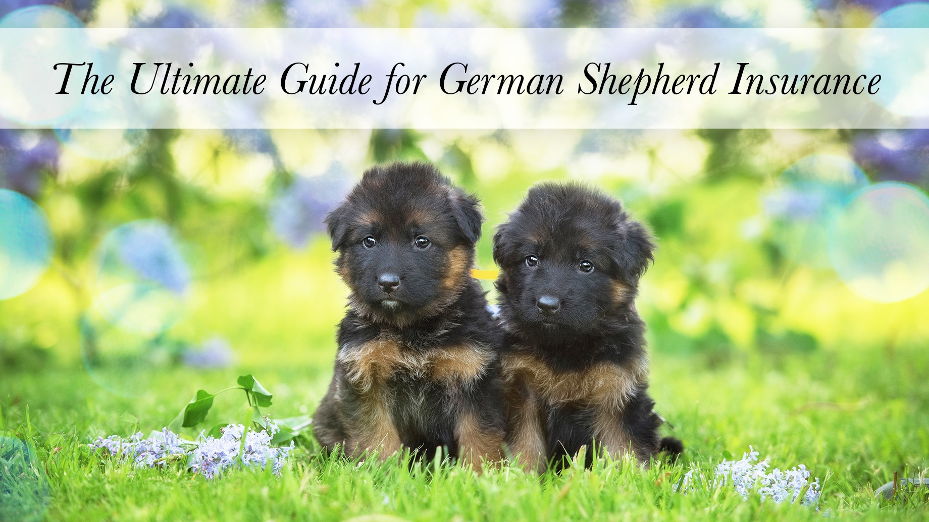 German Shepherd Insurance - The Ultimate Guide
