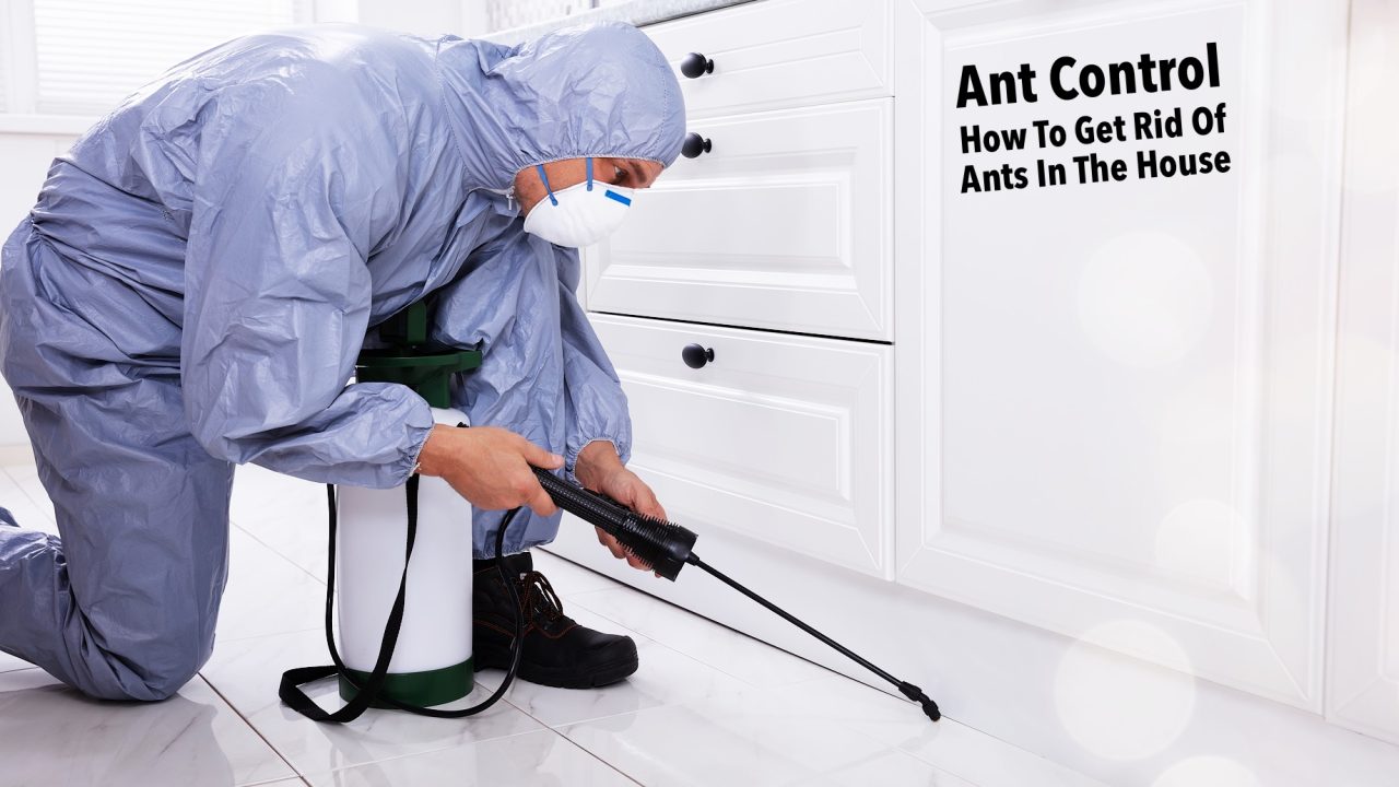 Ant Control - How To Get Rid Of Ants In The House